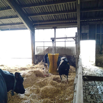 Cow brush Nora Mini - Milcotec