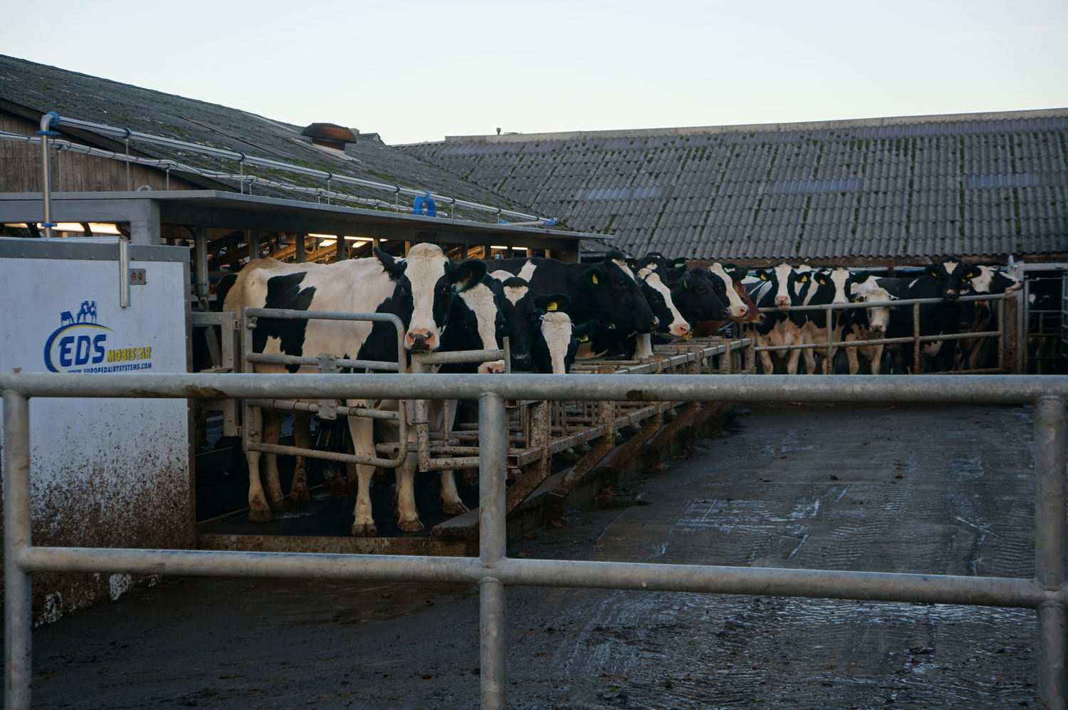 Outdoor milking