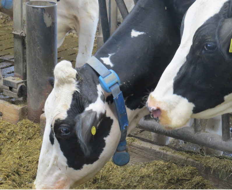 Malkekvæg med responder i halsremmen står og æder ved foderbordet