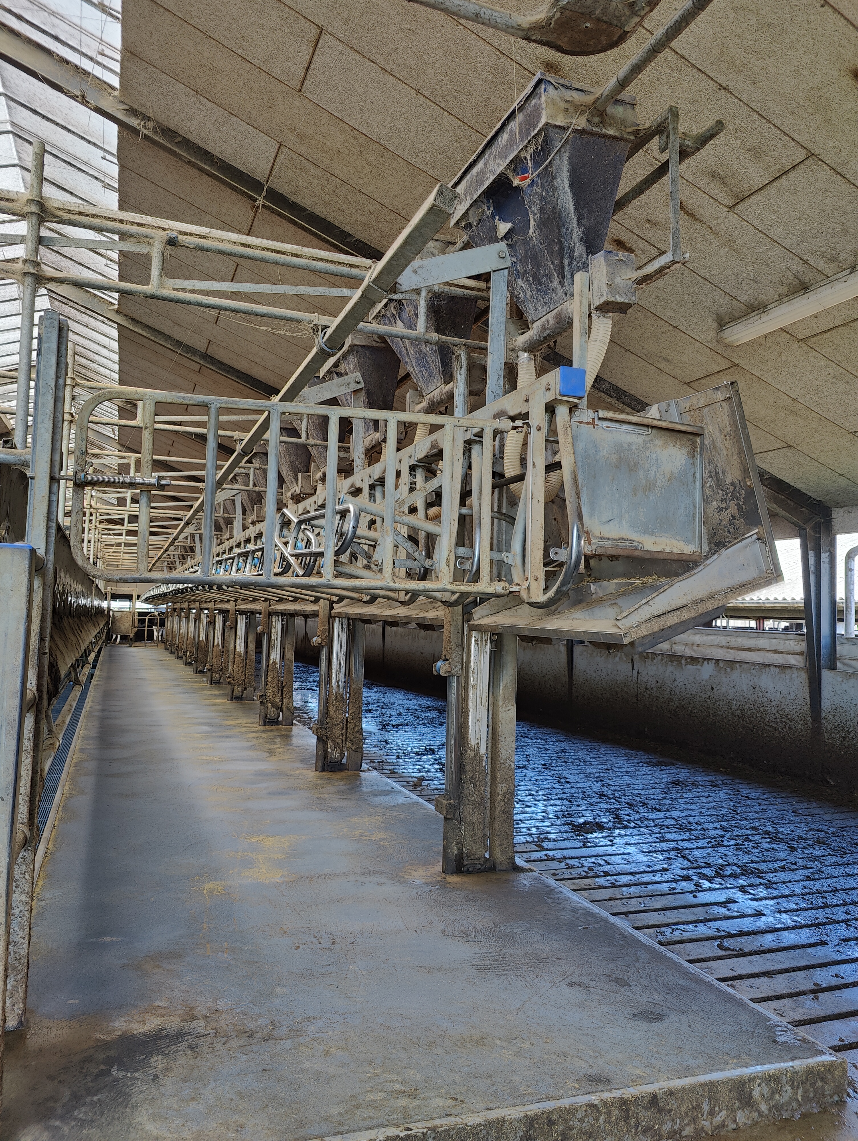 Dairy Master malkestaldens ene langside vises, hvor Fast Exit er kørt op. Det ses her, hvor god plads der er til at køerne kan komme ud, derudover ses det, at foderkrybberne følger med op.