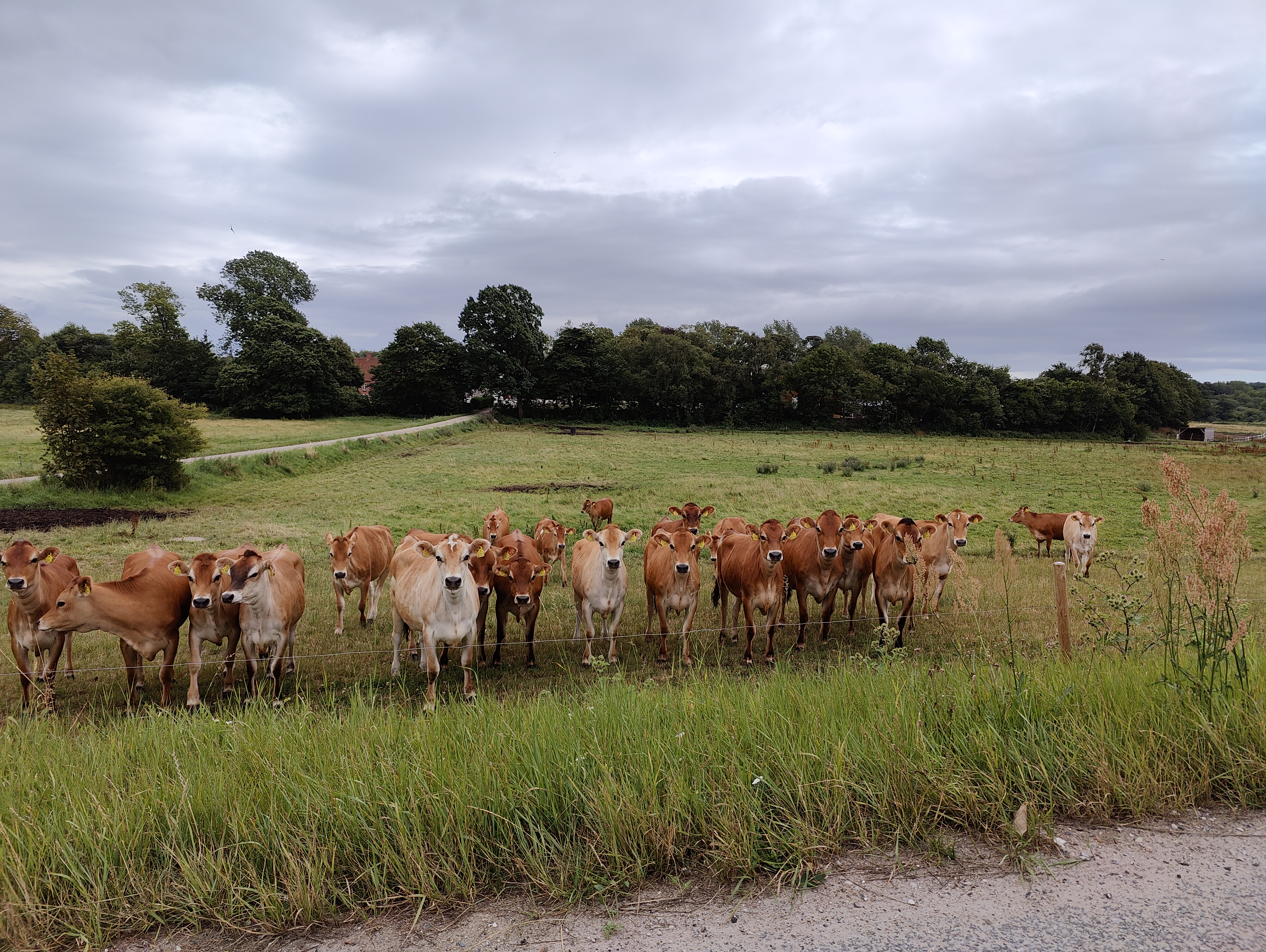 Køer af racen jersey der står og kigger på marken