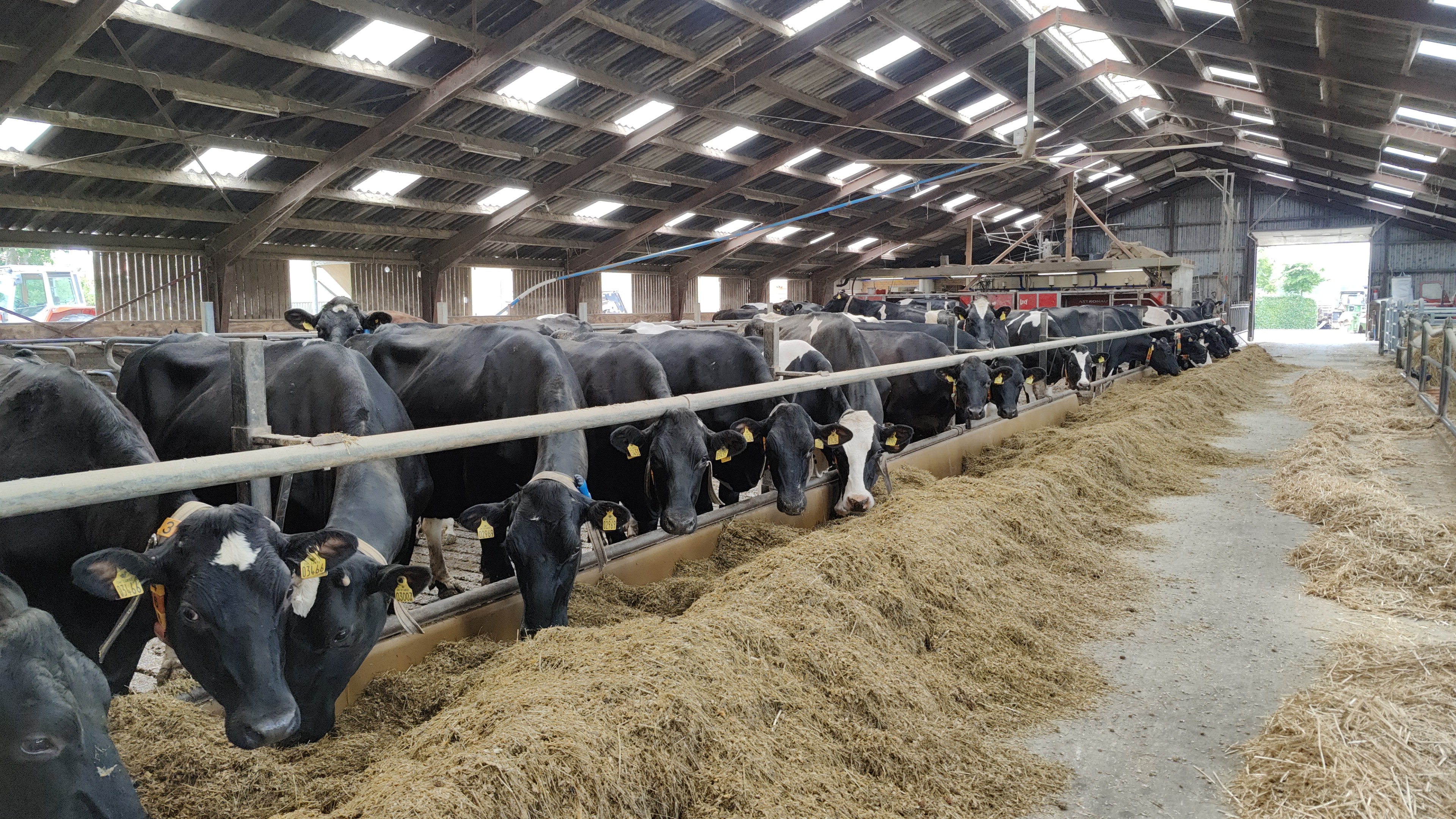 Køer står og spiser ved foderbordet.