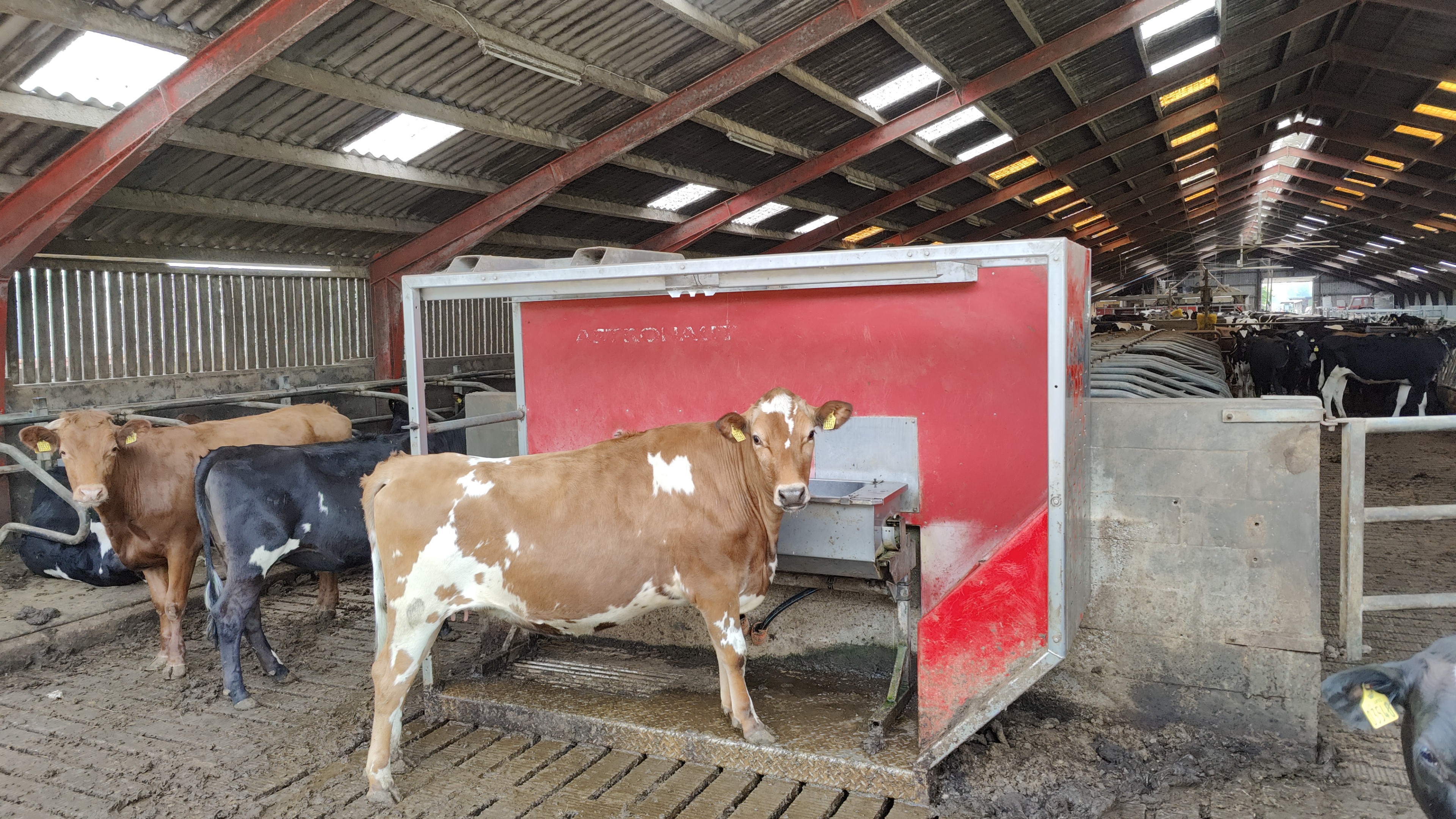 Die alte, gebrauchte lehre Lely-Melkroboter steht auf den Spalten des Stalls mit einer Trinkwanne darin, damit sich die Kühe daran gewöhnen können, hineinzugehen.